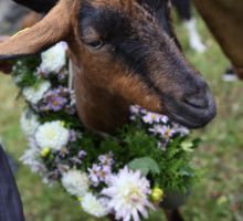 Geschmückte Ziege Almabtrieb 2015